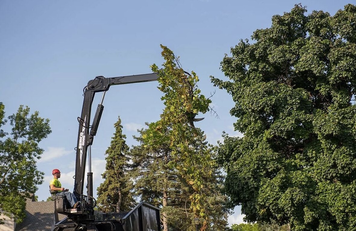 Crane-assisted large tree removal for maximum safety in Watsonville