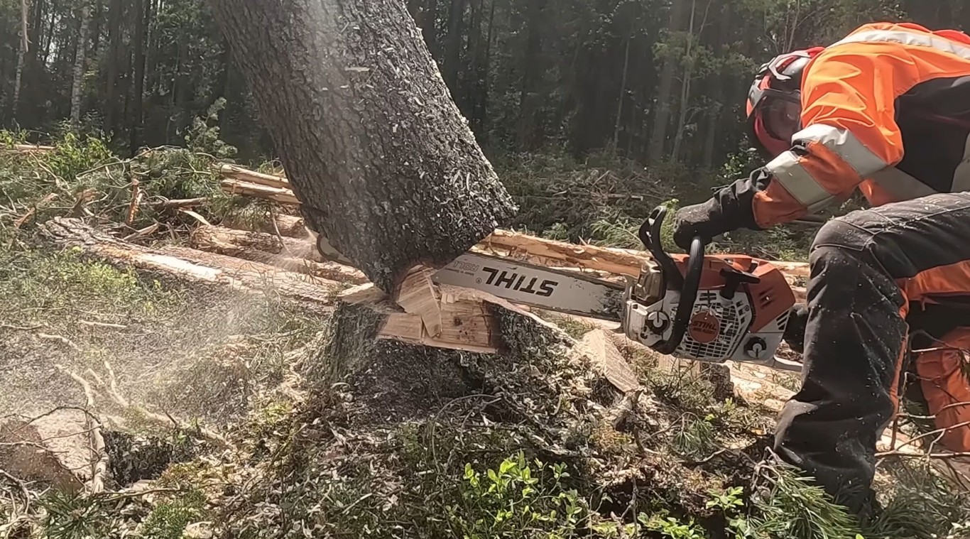 Tree cutting and stump removal in wooded area