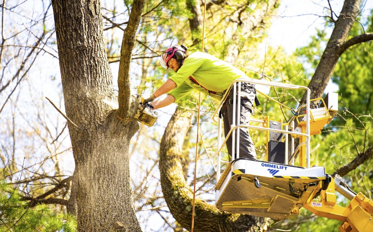 Professional tree trimming and pruning from bucket lift